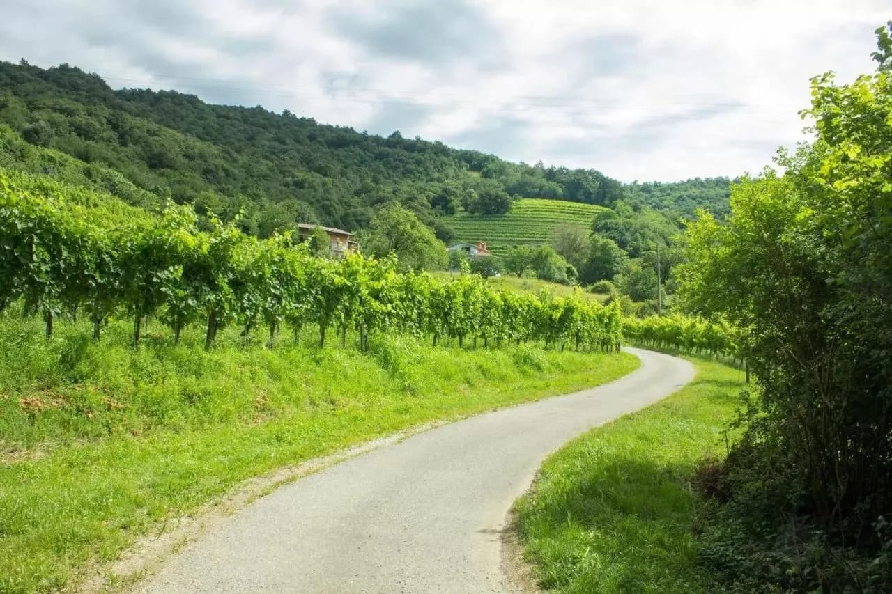 Winding road through lush vineyards of Goriška Brda with forested hillsides