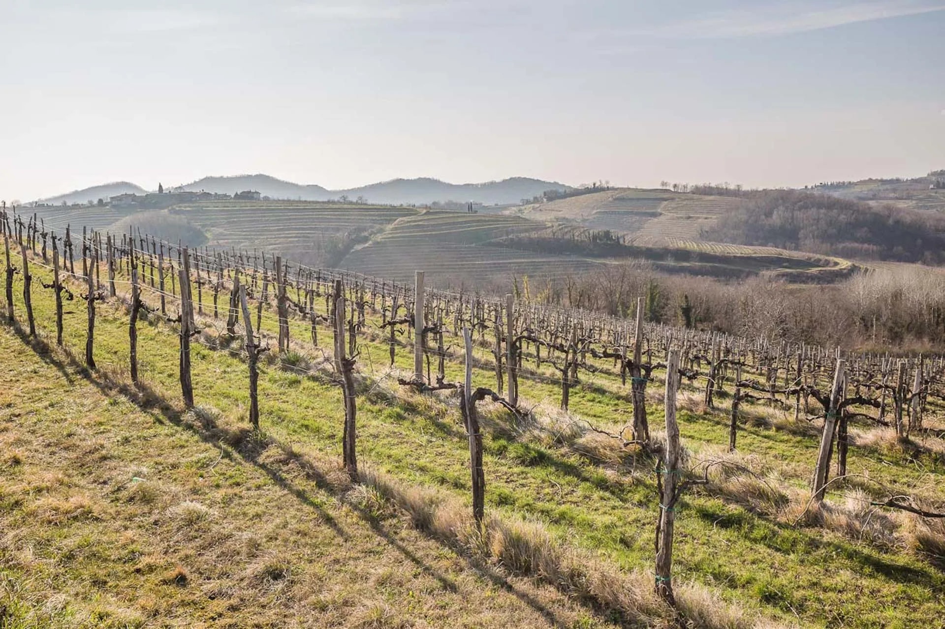 Vineyard rows with dormant vines on grassy hillside in Goriska Brda, Slovenia.