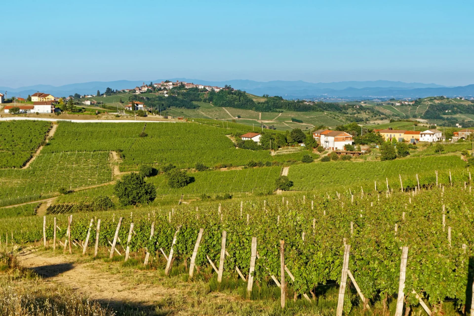 Vineyards in Monferrato, Piedmont, Italy, with rolling green hills and a distant hilltop village.