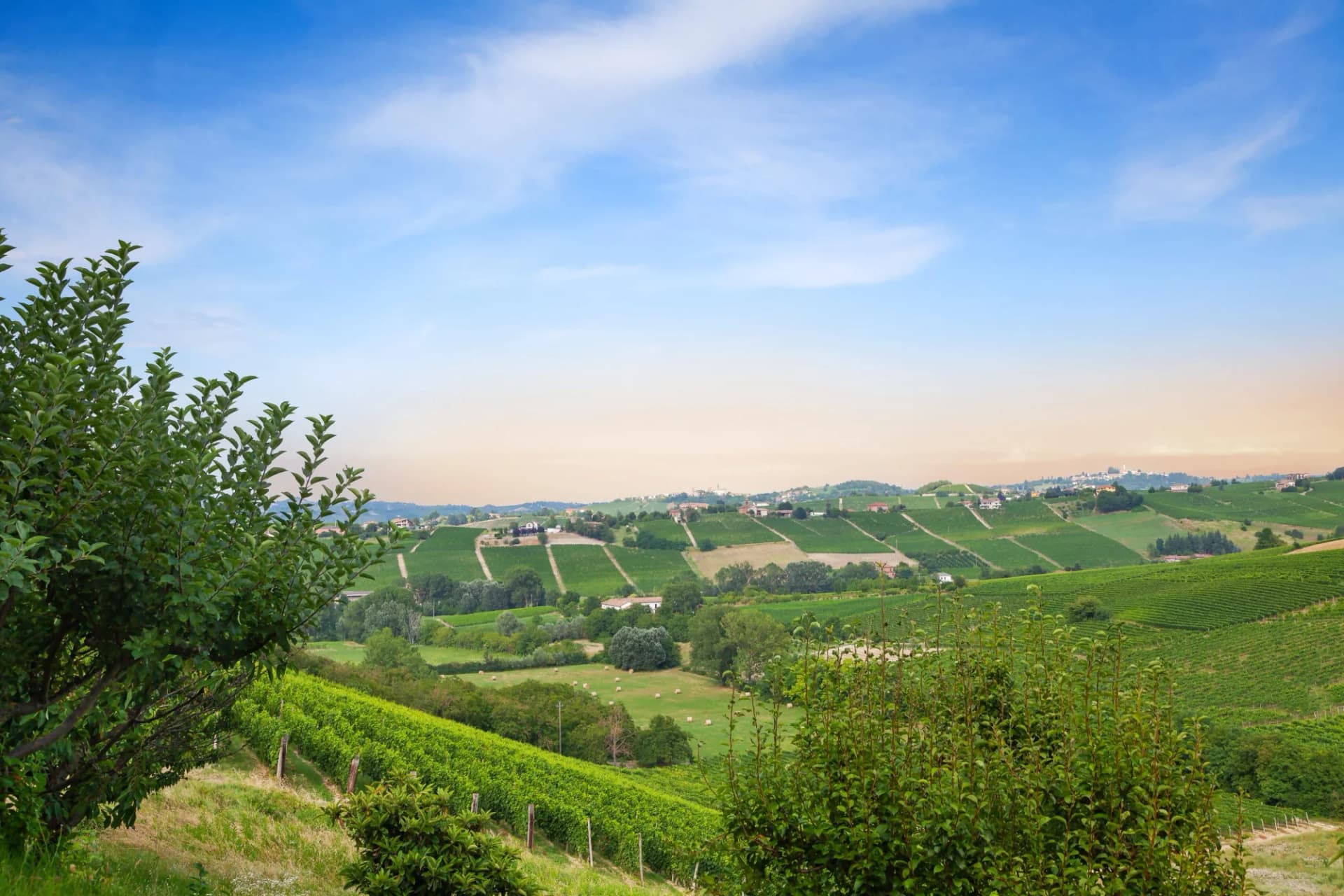 Rolling green hills covered in vineyards under a blue sky in Piedmont, Italy.