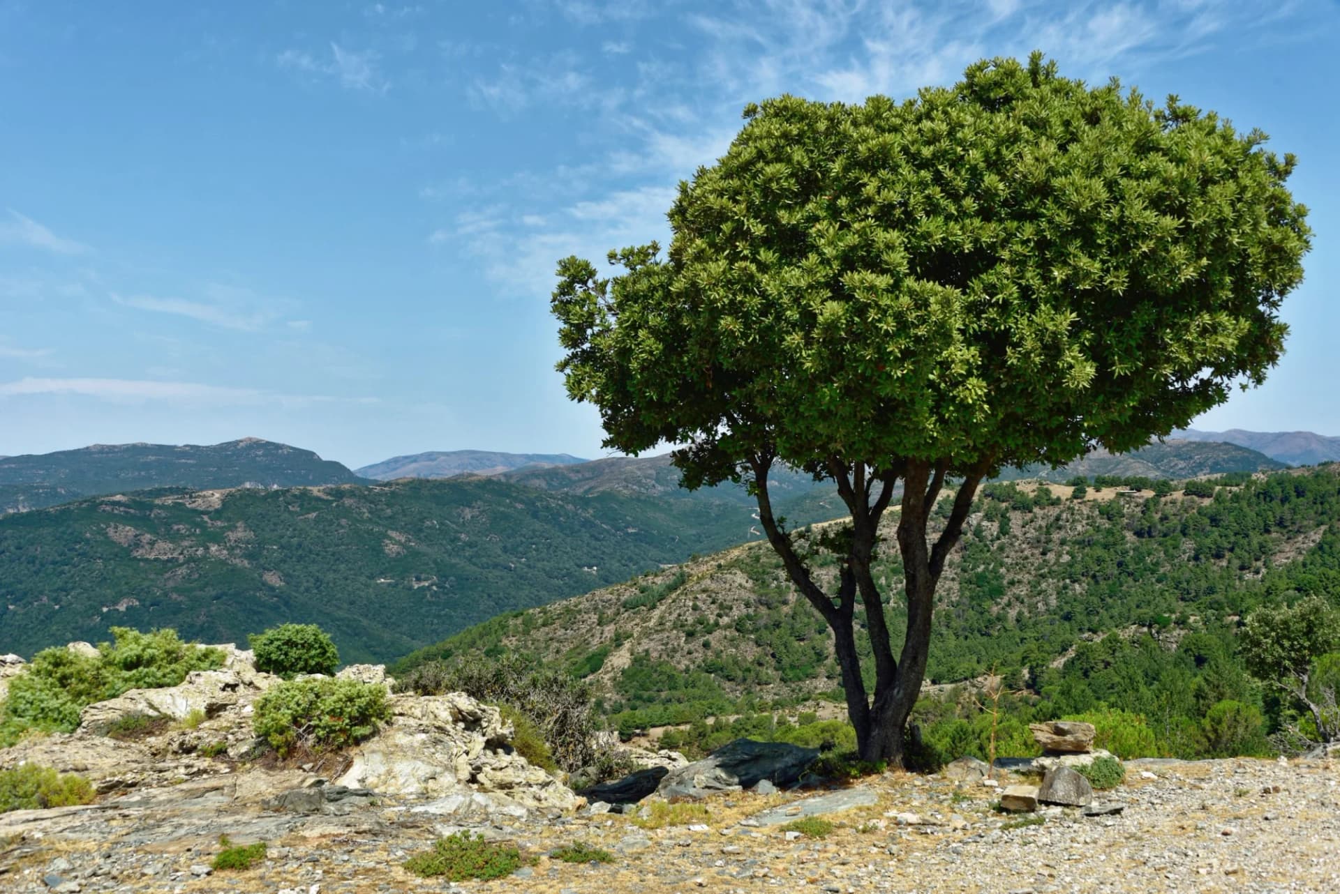 Large green tree on rocky outcrop overlooking forested mountains under a blue sky