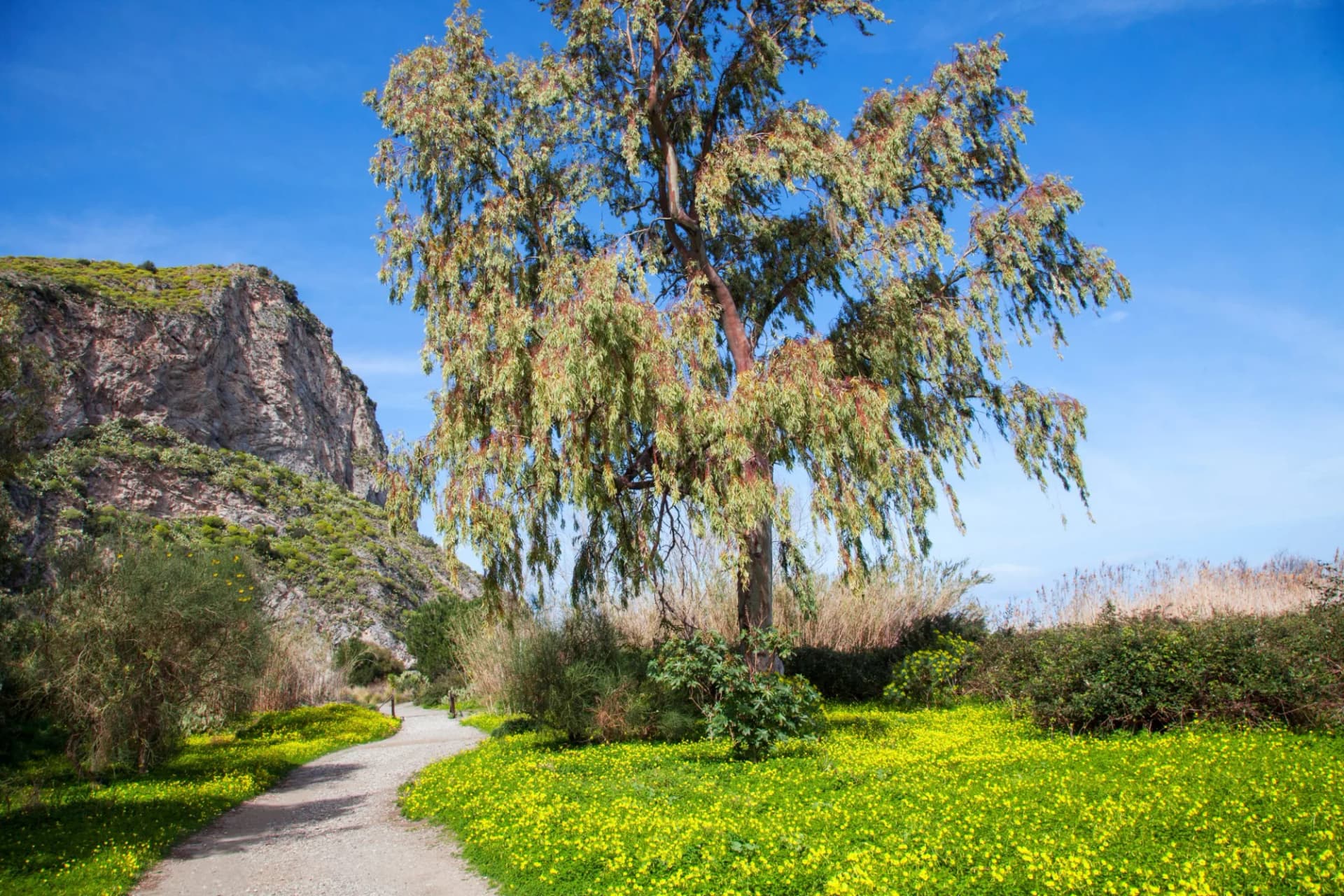 Gravel path winding through yellow wildflowers near a large tree and rocky cliff face in Pantalica.