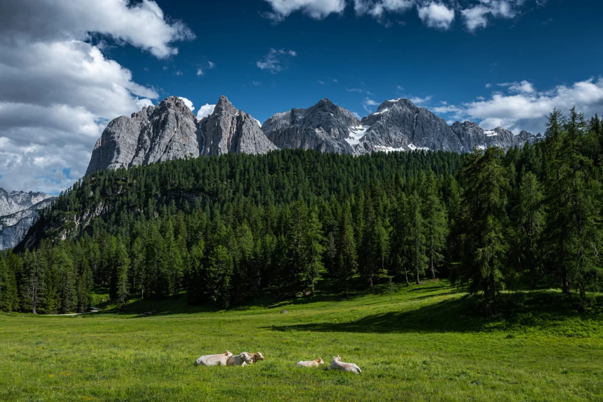Massif del Sorapiss mountains viewed from Passo Tre Croci with cows grazing in an alpine meadow.