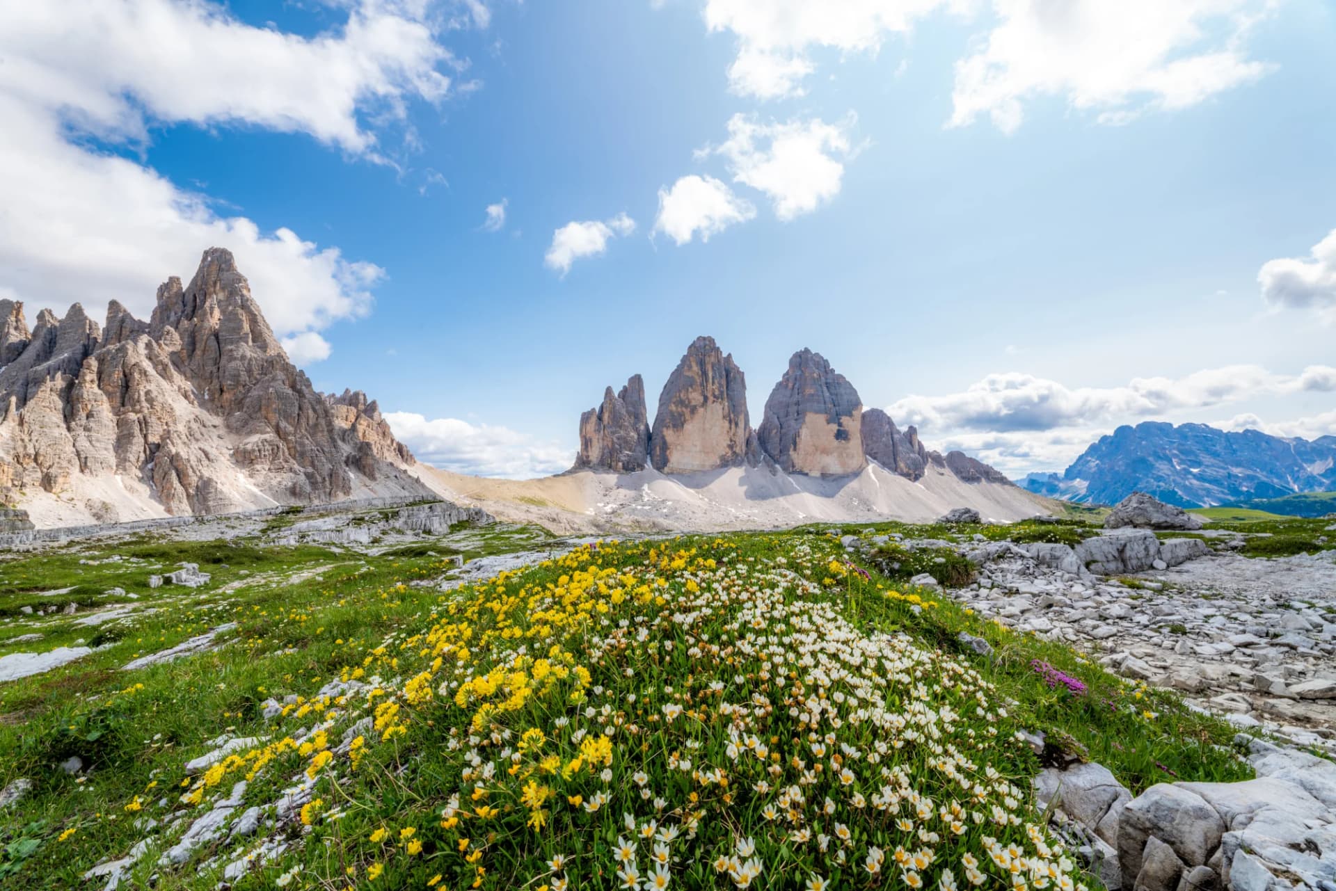 Tre Cime di Lavaredo mountains in Dolomites with foreground of yellow and white wildflowers.
