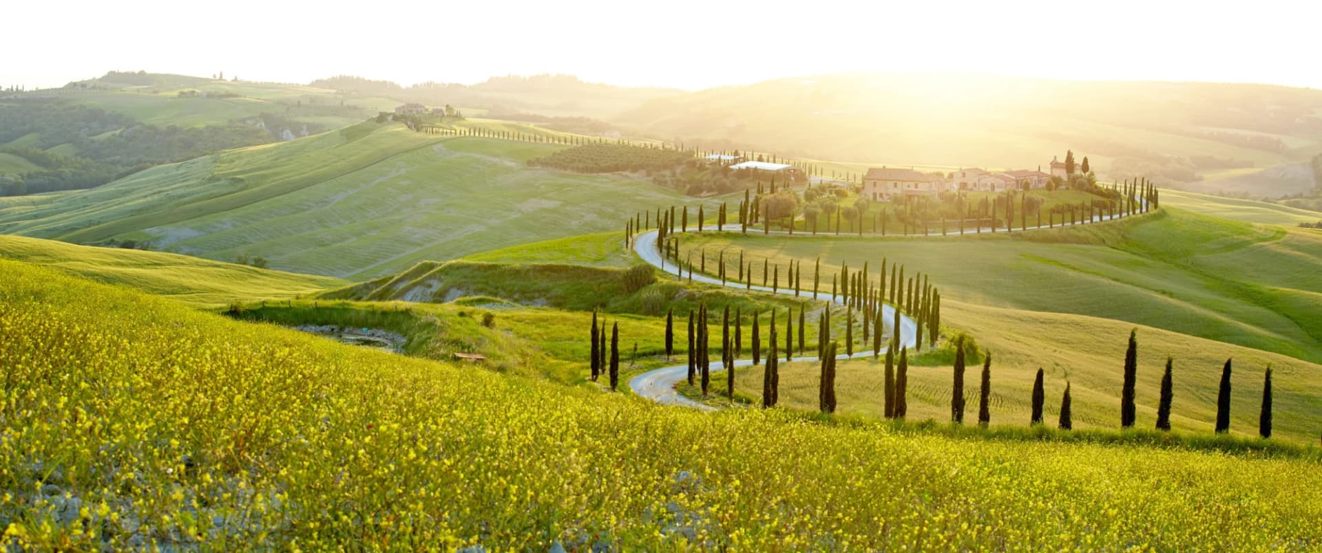 Winding road lined with cypress trees through rolling green fields in Tuscany, Italy.