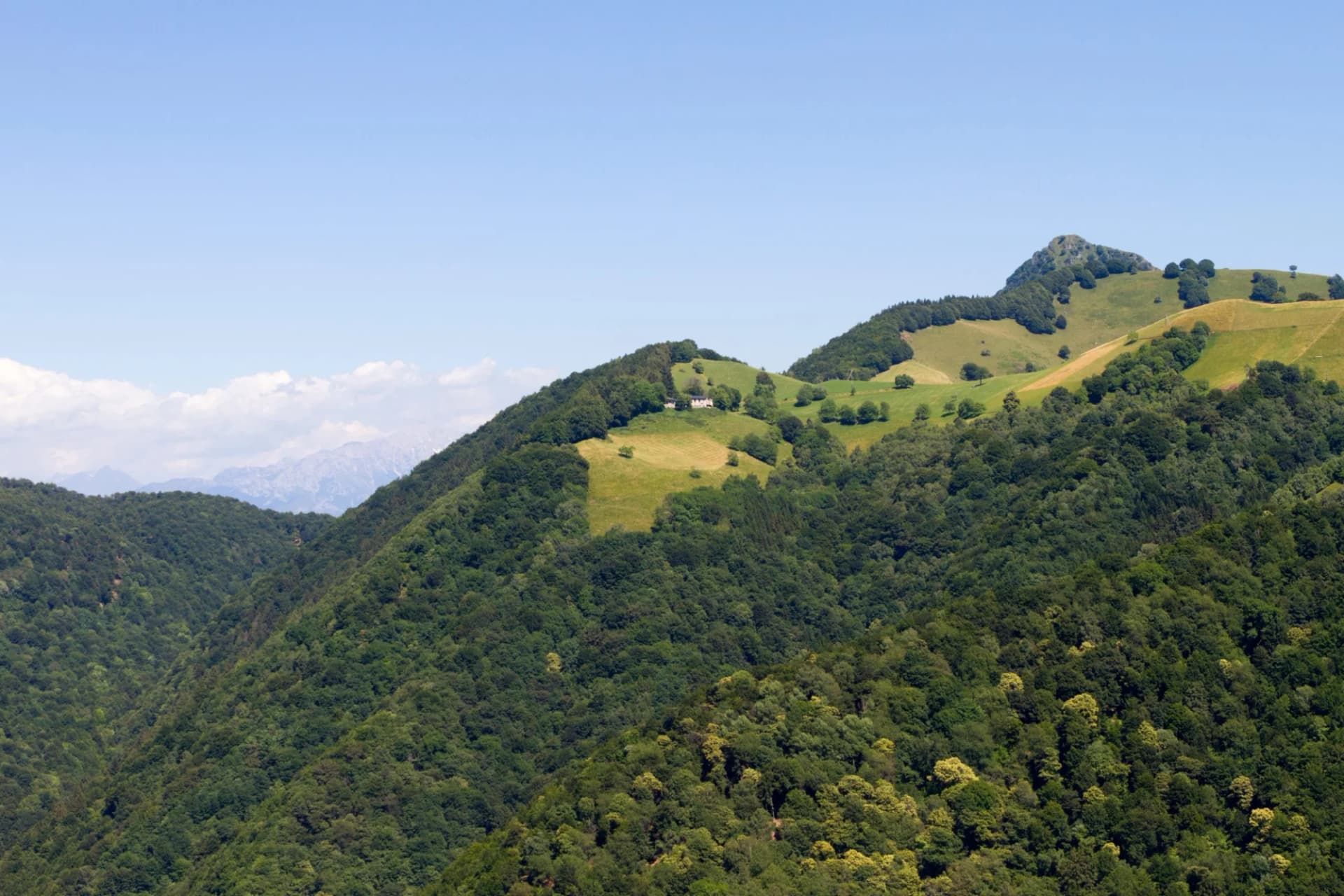 Rolling green mountains covered in dense forest with grassy clearings and distant snowy peaks under a clear blue sky.