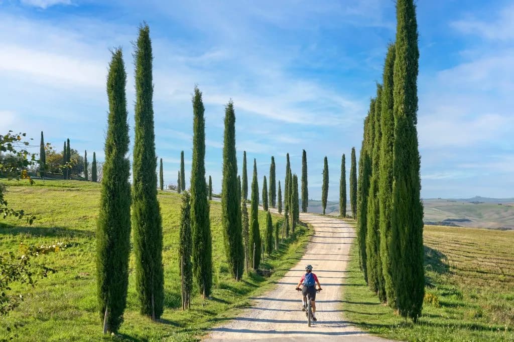 Cyclist riding on gravel road lined with tall cypress trees in Tuscany landscape