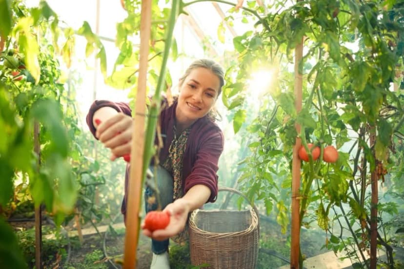 Woman harvesting ripe tomatoes in a sunny greenhouse garden near Bled.