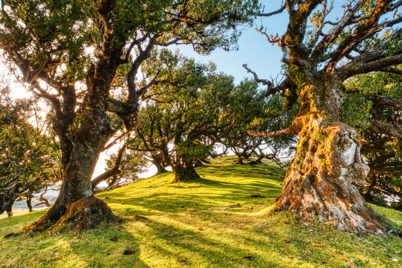 Majectic Trees During Sunset in the Fanal Forest, Madeira