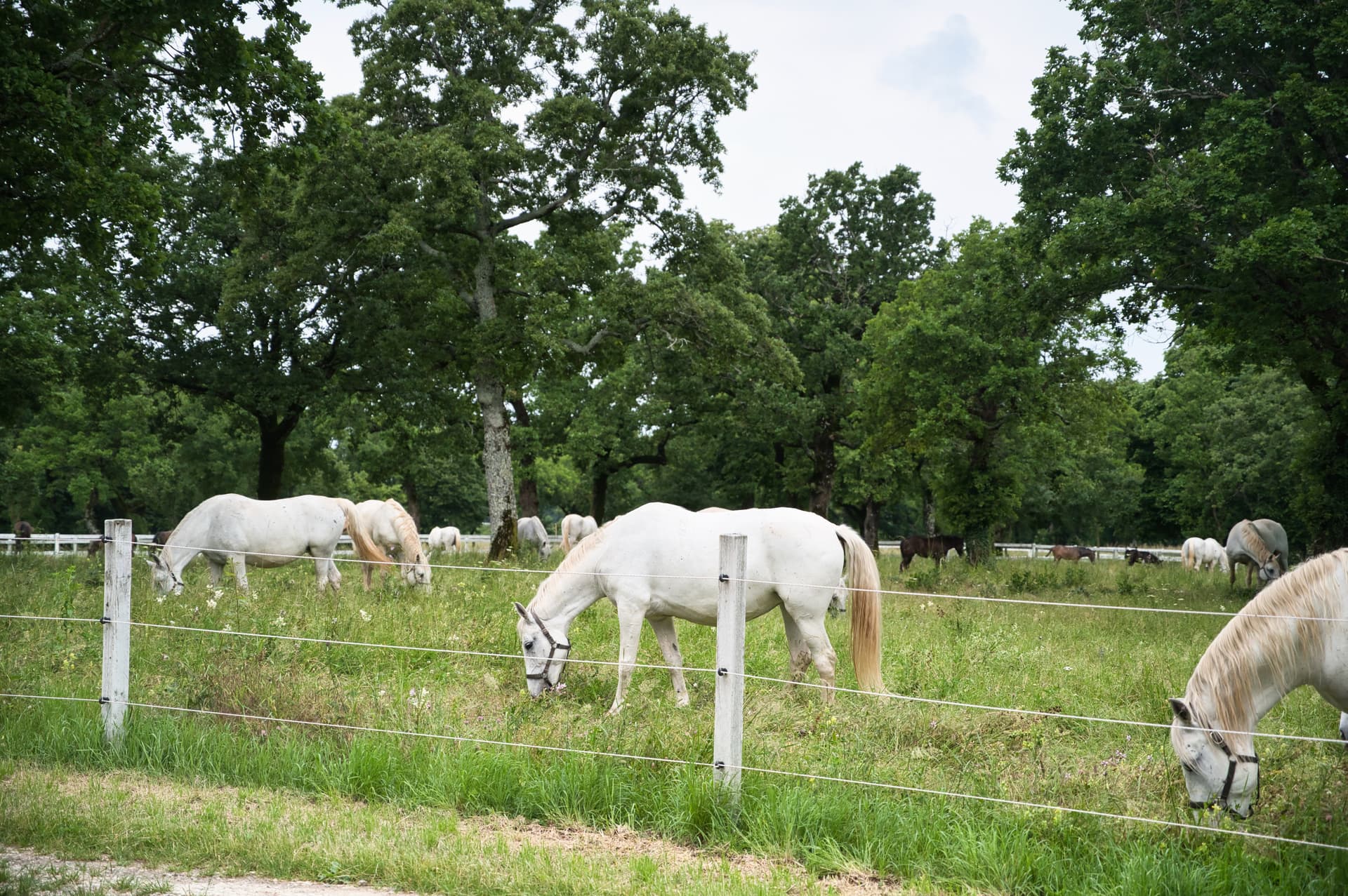 White Lipizzaner horses grazing in a green pasture with large trees and an electric fence.
