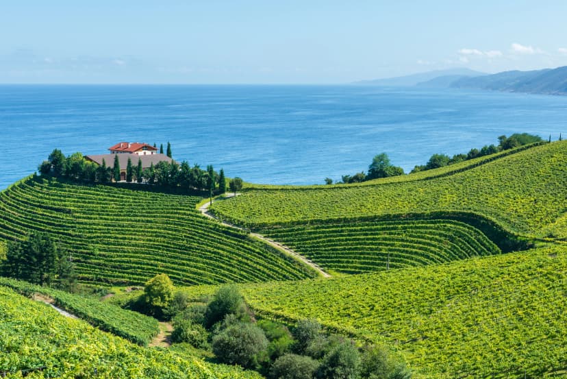 Txakoli vineyards with Cantabrian sea in the background, Getaria in Basque Country, Spain