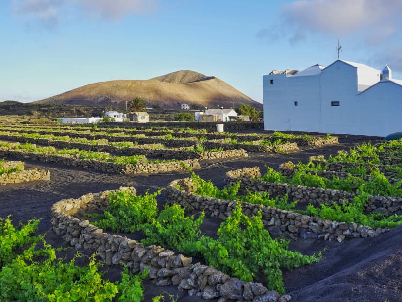 La Geria Vineyard Landscape with Volcanic Backdrop