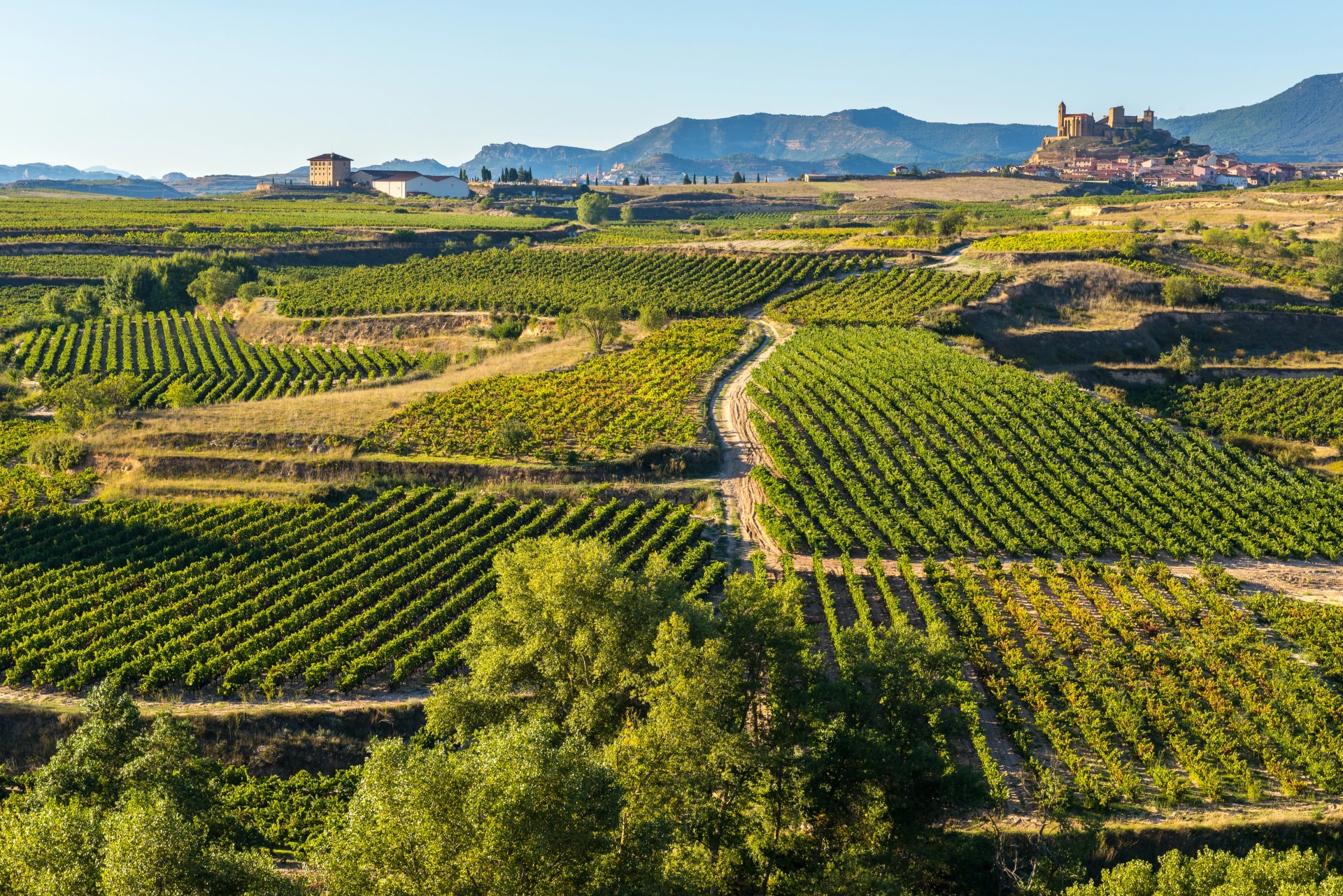 Rioja Vineyards Gourmet Tour