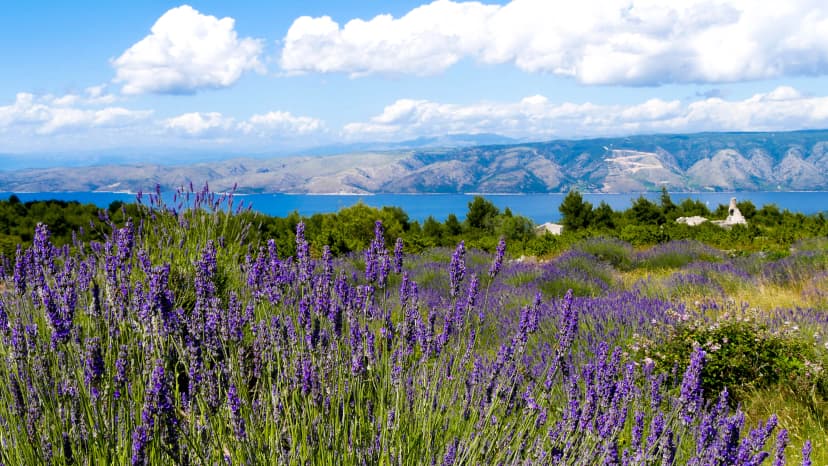 Endless lavender fields on Hvar Island, Croatia, with the deep blue Adriatic Sea in the background. Under the bright sun and white clouds, this Mediterranean paradise bursts with color and fragrance.