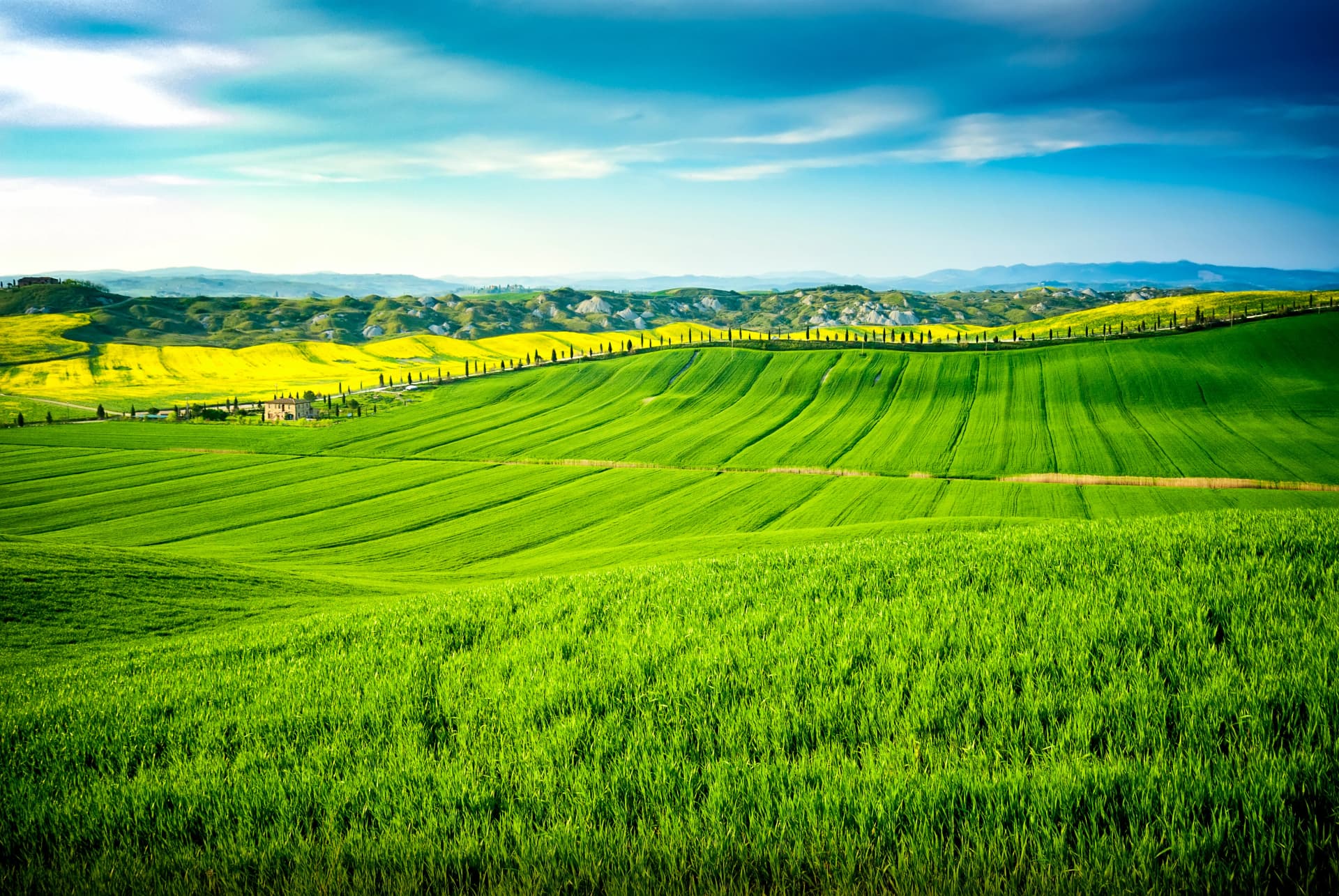 Hills cultivated with wheat and canola, with its yellow flowers in Crete Senesi