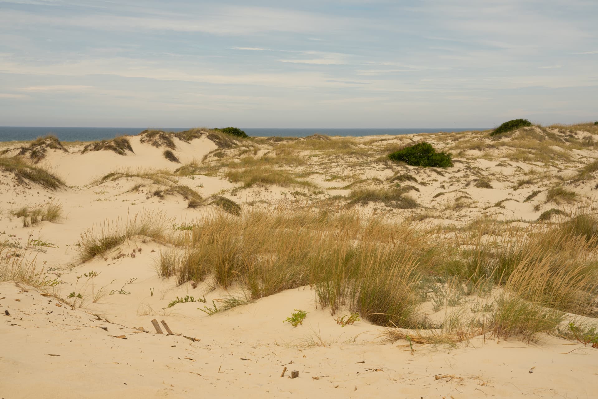 Sand dunes with tall grasses leading to the ocean under a cloudy sky at Sao Jacinto Dunes.