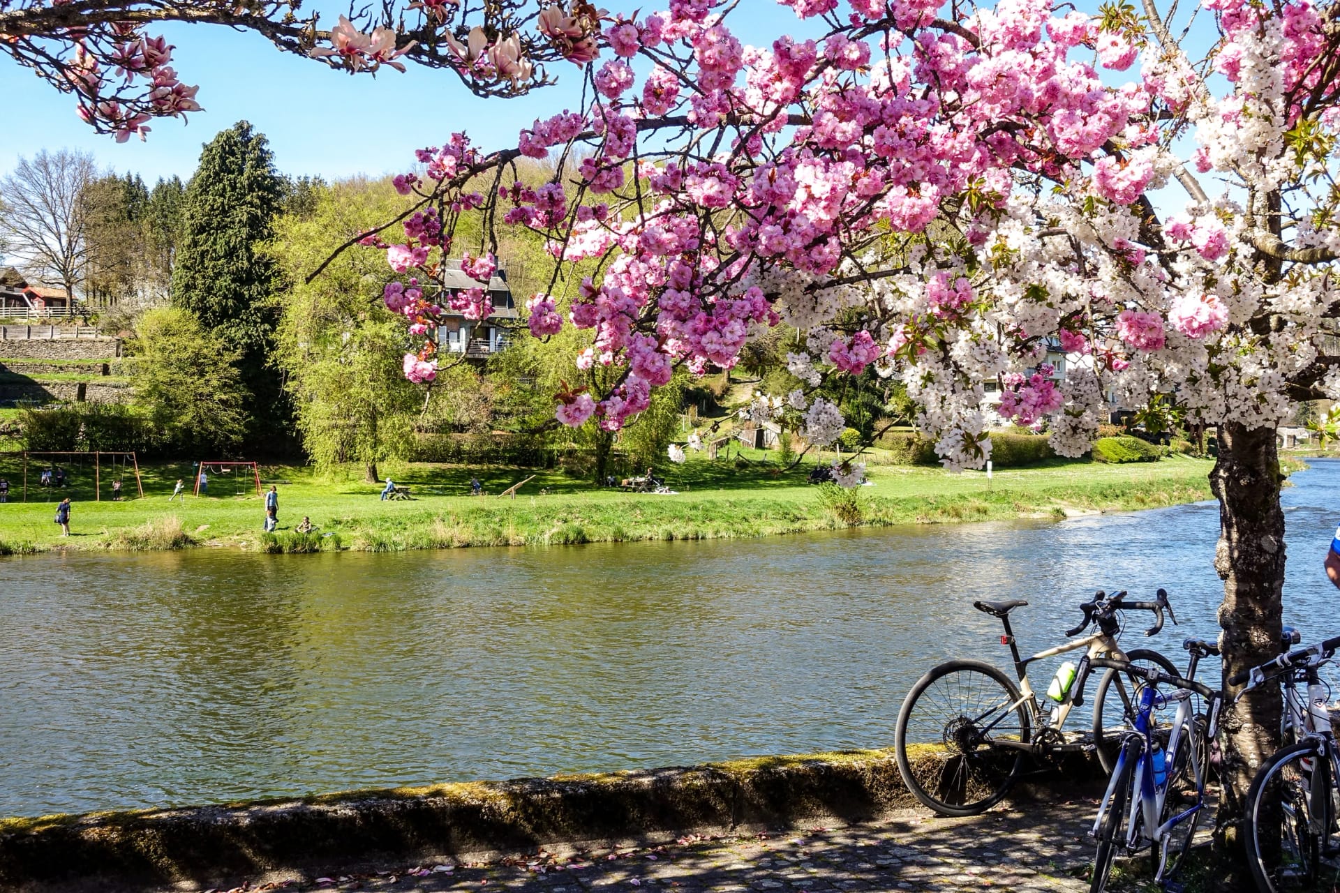 Bicycle under blossoming trees in Bohan, by the Semois, Ardennes, Belgium