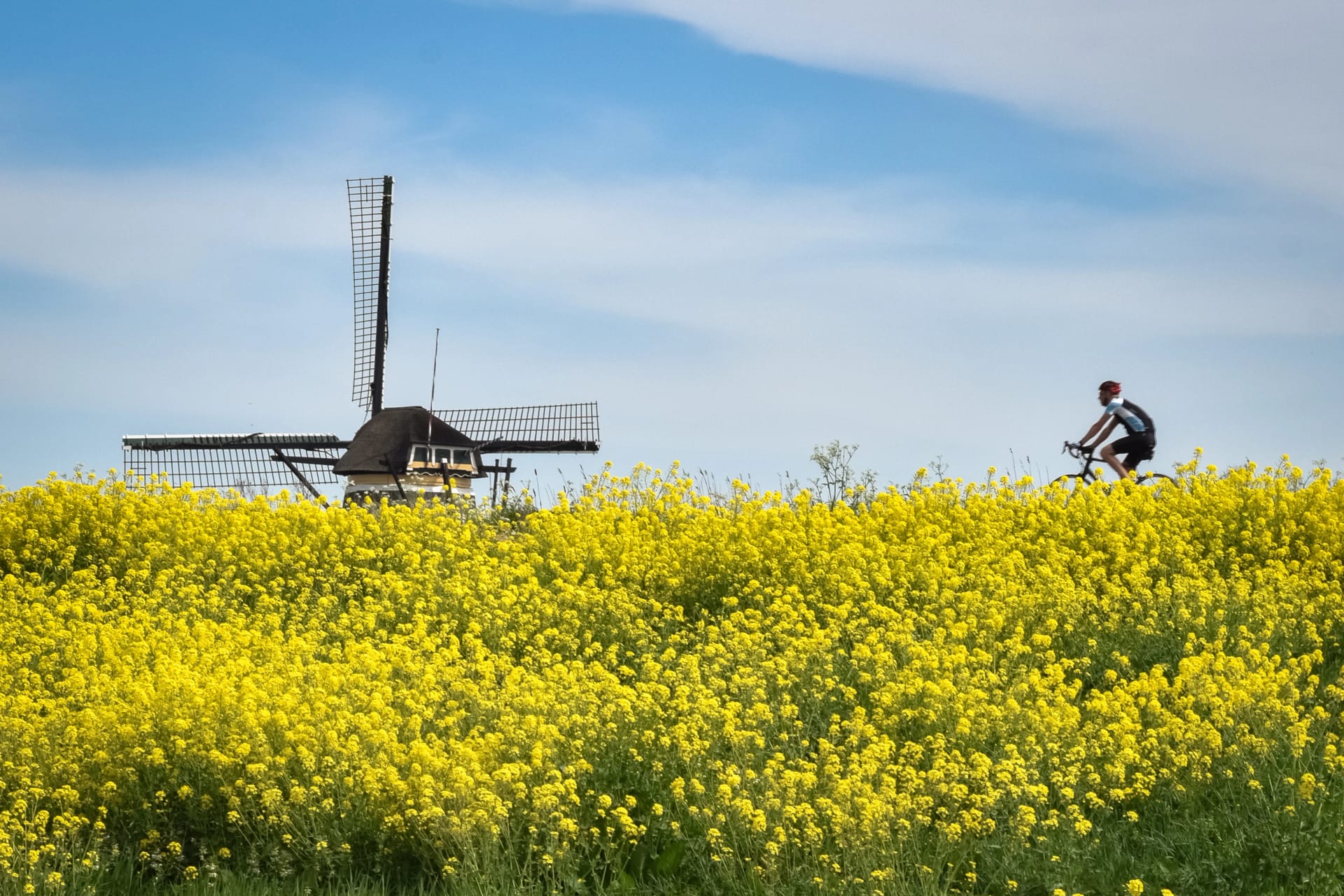 A cyclist is enjoying the weather and dutch landscape with fields of rapeseed near Lake Rottemeren, Holland.