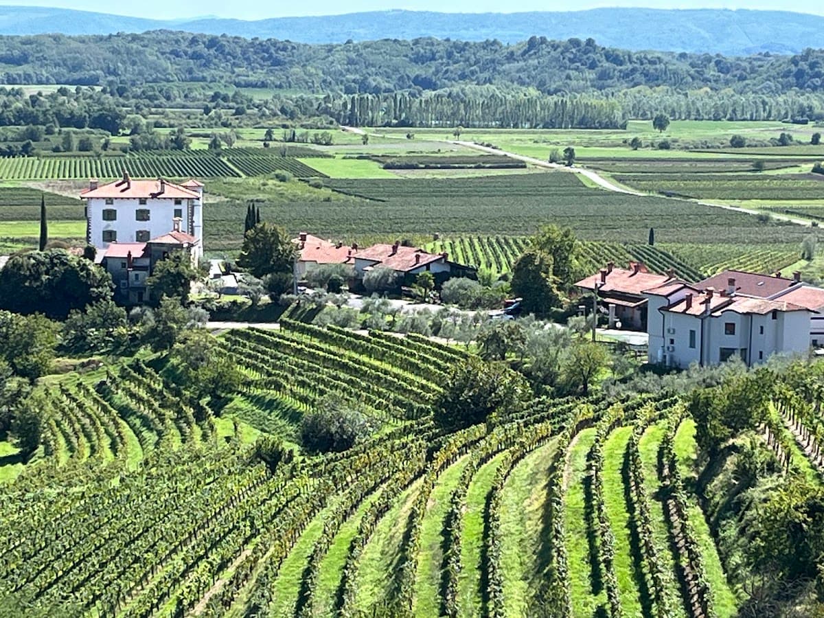 Green vineyards and buildings with red tile roofs in a rural valley landscape